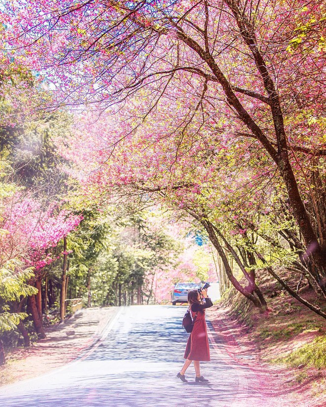 Đài Loan: Hoa anh đào lại nở rợp trời, tạo điều kiện cho trai gái dập dìu chơi xuân - Ảnh 14.