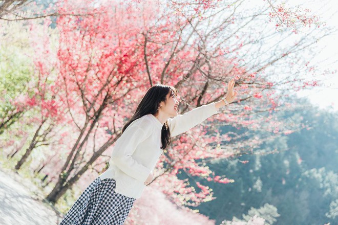 Đ&agrave;i Loan: Hoa anh đ&agrave;o lại nở rợp trời, tạo điều kiện cho trai g&aacute;i dập d&igrave;u chơi xu&acirc;n - Ảnh 4.