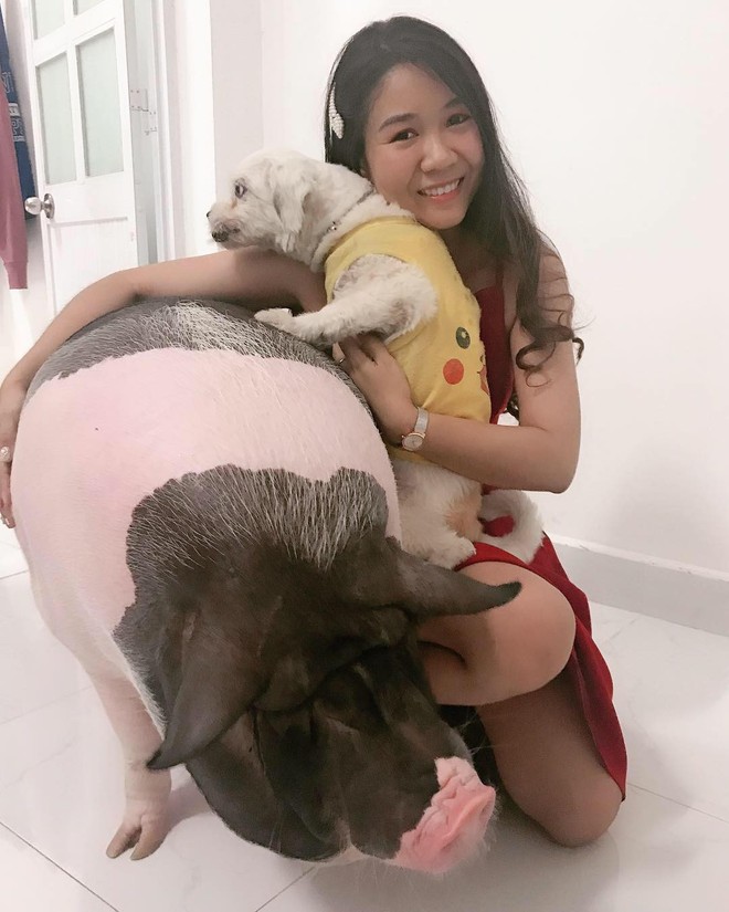 Cô gái mua heo mini về nuôi làm thú cưng, ai ngờ 1 năm sau nó biến thành heo khổng lồ nặng hơn 1 tạ - Ảnh 4.