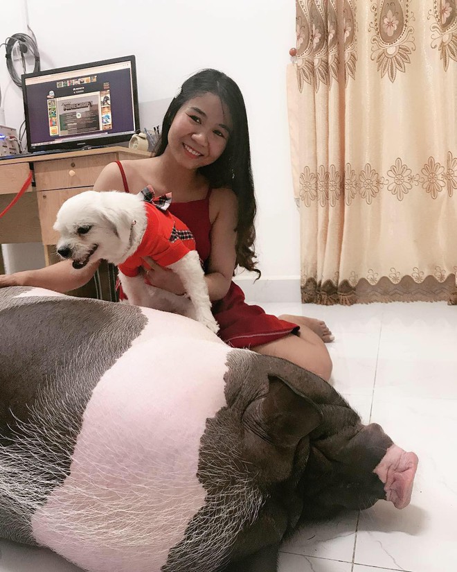 Cô gái mua heo mini về nuôi làm thú cưng, ai ngờ 1 năm sau nó biến thành heo khổng lồ nặng hơn 1 tạ - Ảnh 7.
