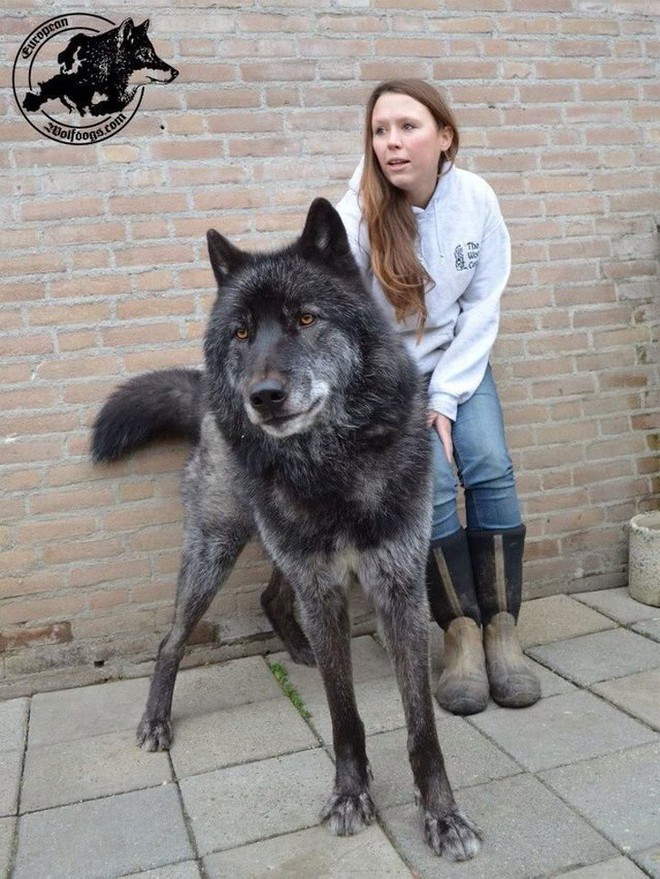 Chùm ảnh: 15 điều cần biết nếu bạn muốn nuôi một chú chó-lai-sói siêu đáng yêu trong nhà - Ảnh 2.