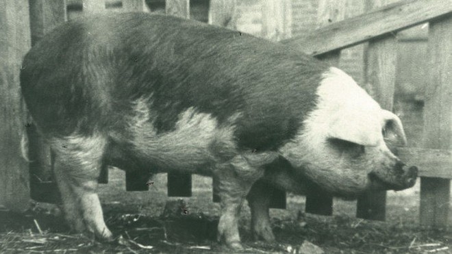Những chú lợn ghi dấu ấn trong lịch sử  - Ảnh 3.