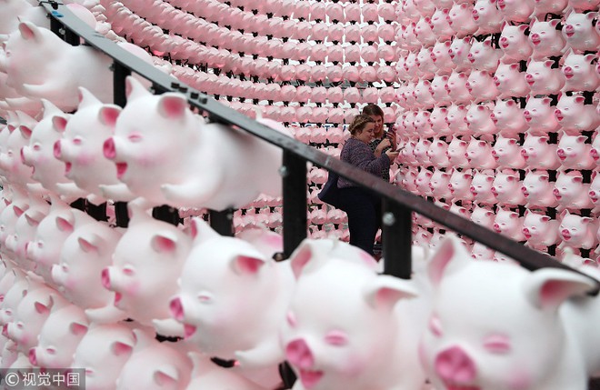Linh vật lợn khắp thế giới vẫy chào năm Kỷ Hợi 2019: Vừa đáng yêu lại hài hước miễn chê - Ảnh 9.