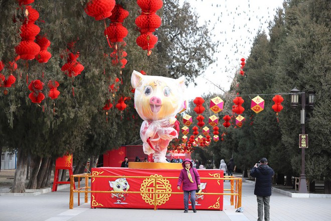 Linh vật lợn khắp thế giới vẫy chào năm Kỷ Hợi 2019: Vừa đáng yêu lại hài hước miễn chê - Ảnh 11.