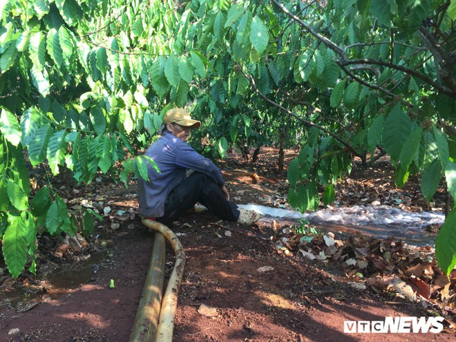 Nắng hạn kéo dài, nông dân Gia Lai làm việc xuyên Tết trên vườn cà phê - Ảnh 2.