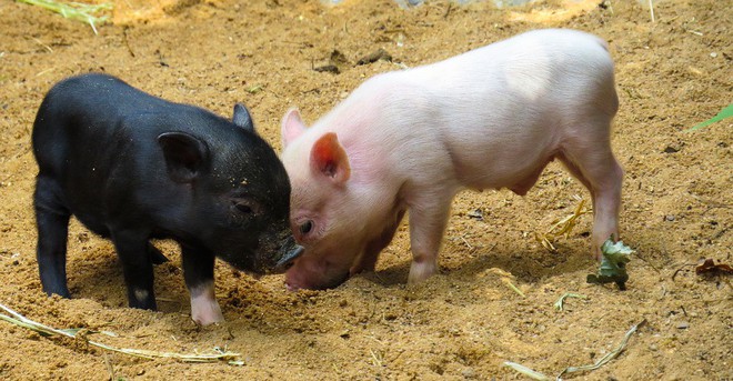 Câu chuyện về War Pig và Pig War: từ những con lợn quật ngã cả voi, đến nguy cơ gây đại chiến giữa 2 cường quốc - Ảnh 2.