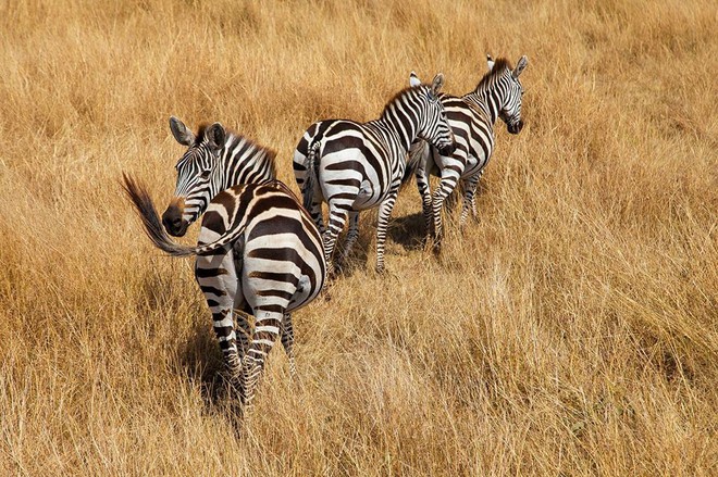 Choáng với hành trình 10 ngày rong ruổi Kenya - châu Phi với toàn những trải nghiệm có 1-0-2: Ai mê khám phá nhất định không được bỏ qua! - Ảnh 27.