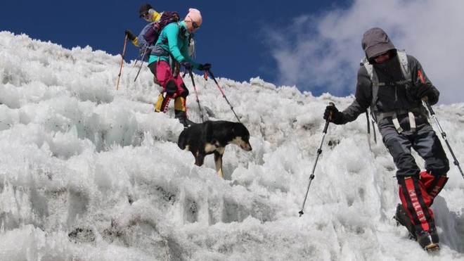 Lẽo đẽo theo sau đoàn leo núi, cô chó hoang lập kì tích khi lên tới đỉnh dãy Himalaya cao hơn 7000 mét - Ảnh 5.