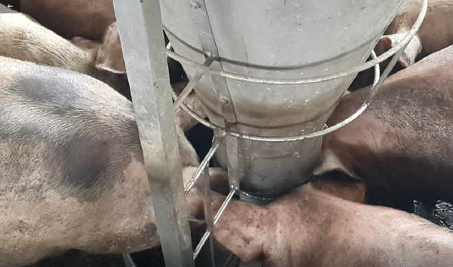 Giá lợn hơi giảm mạnh, nông dân “quyết” bán đổ bán tháo để vớt vát - Ảnh 3.