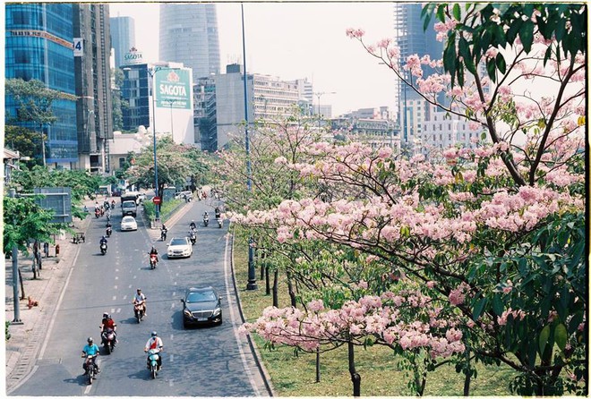 Image result for hoa kèn hồng sài gòn
