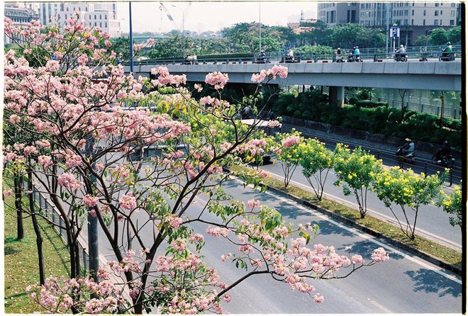Dân tình ngỡ ngàng với loạt ảnh chụp hoa kèn hồng bung nở sớm tại Sài Gòn - Ảnh 3.