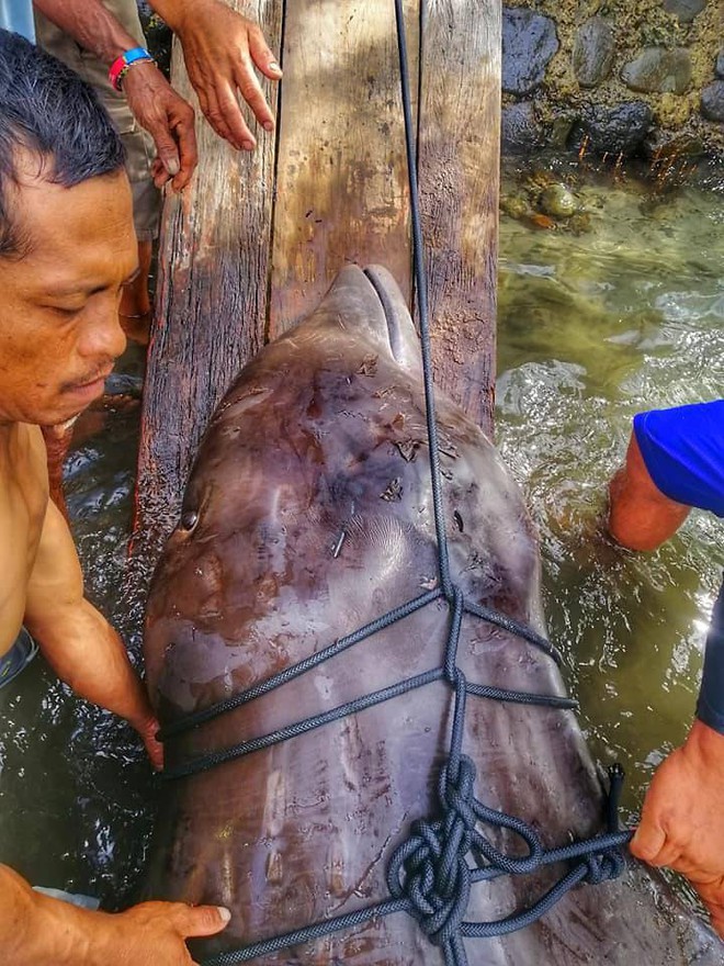 Giới khoa học bàng hoàng phát hiện đến 40kg rác nhựa trong bụng cá voi con dạt vào bờ biển Philippines - Ảnh 1.