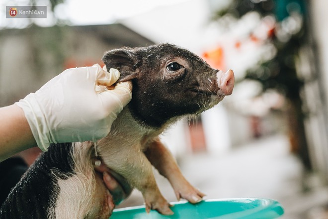 Giữa sức nóng dịch tả, giới trẻ Hà thành vẫn săn lùng lợn cảnh mini giá vài triệu làm thú cưng - Ảnh 9.