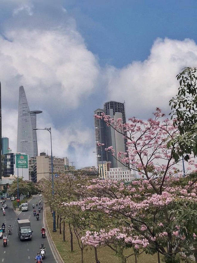 Dân tình ngỡ ngàng với loạt ảnh chụp hoa kèn hồng bung nở sớm tại Sài Gòn - Ảnh 4.