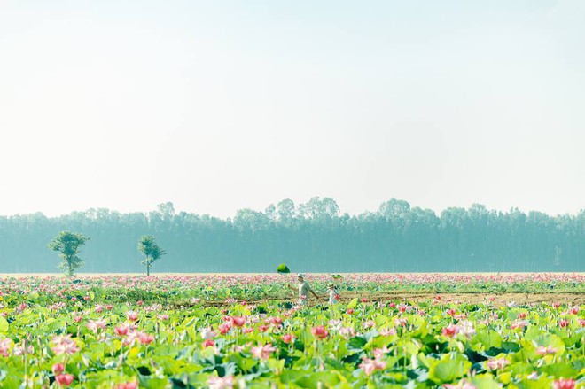 Đã lùng ra địa chỉ cánh đồng sen rộng bát ngát tại An Giang: Thiên đường sống ảo là đây chứ đâu nữa! - Ảnh 5.