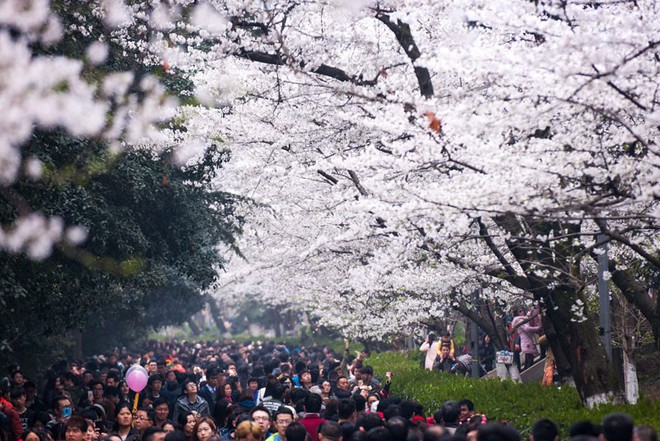 Xót xa vườn hoa anh đào bị phá, đại học Trung Quốc tự làm filter hoa rơi sống ảo để du khách đỡ rung cây - Ảnh 4.