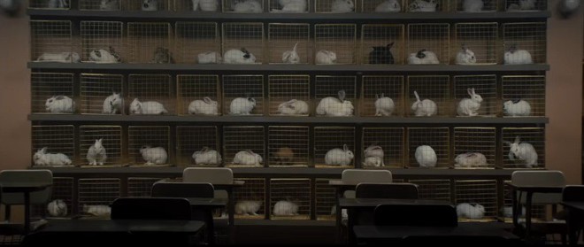 Đ&agrave;n thỏ đ&ocirc;ng ấn tượng trong Us kh&ocirc;ng chỉ diễn vai quần ch&uacute;ng m&agrave; c&ograve;n chứa đầy th&ocirc;ng điệp ẩn &yacute;! - Ảnh 8.