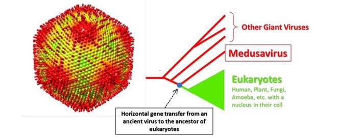 Phát hiện virus có khả năng như quái vật Medusa của thần thoại Hy Lạp - Ảnh 2.