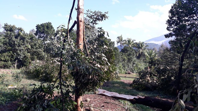 Lâm Đồng: 20 ngôi nhà tốc mái, hàng nghìn gốc sầu riêng gãy đổ trong lốc xoáy kinh hoàng, người dân khóc nghẹn - Ảnh 2.