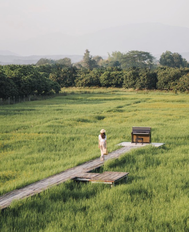 Phát hiện quán cà phê giữa cánh đồng ở Chiangmai (Thái Lan) lên ảnh đẹp không thua gì phim điện ảnh  - Ảnh 1.