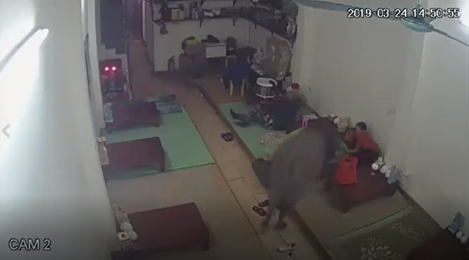 Clip hy hữu: Ch&uacute; tr&acirc;u con bất ngờ gh&eacute; thăm l&uacute;c cả nh&agrave; đang ngủ, giương sừng non dọa từng người rồi bỏ ra đường chơi tiếp - Ảnh 2.