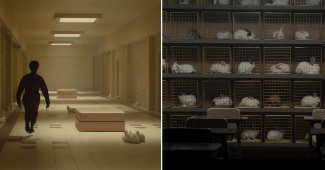 Đ&agrave;n thỏ đ&ocirc;ng ấn tượng trong Us kh&ocirc;ng chỉ diễn vai quần ch&uacute;ng m&agrave; c&ograve;n chứa đầy th&ocirc;ng điệp ẩn &yacute;! - Ảnh 3.