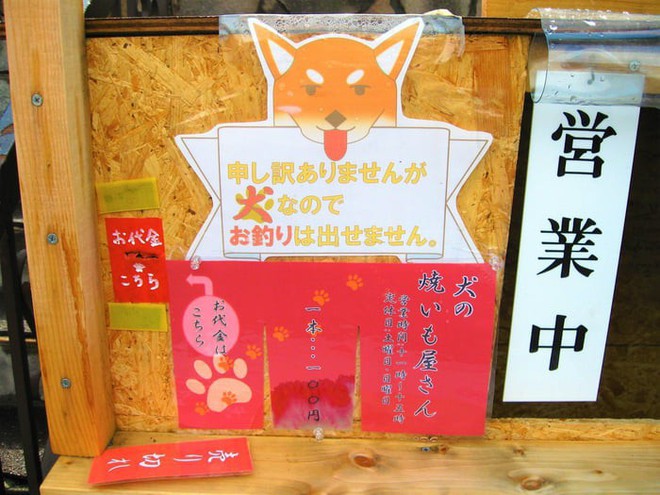 Chú chó shiba quản lý quầy khoai lang nướng ở Nhật khiến 5000 anh em mong mỏi được diện kiến một lần - Ảnh 5.