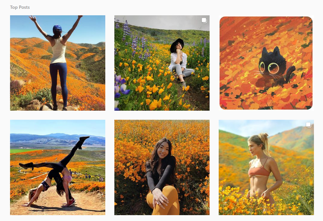 Đồi hoa California khổng lồ cực hiếm bị phá hoại chỉ vì làn sóng Instagramer thích sống ảo - Ảnh 5.