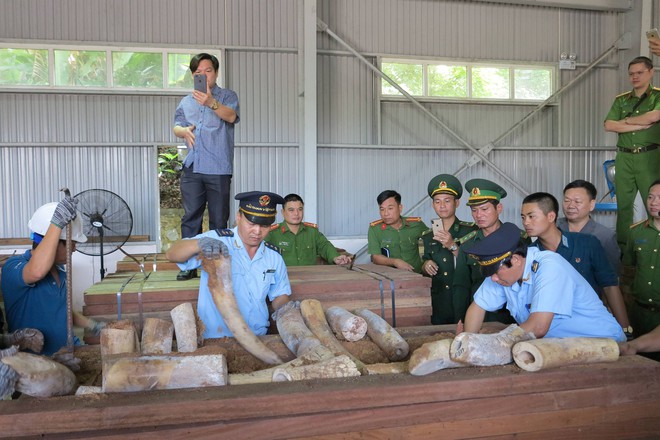 Phát hiện vụ buôn lậu 9,1 tấn ngà voi châu Phi ngụy trang tinh vi trong các thanh gỗ xẻ ở Đà Nẵng - Ảnh 1.