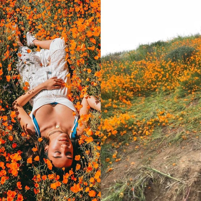 Đồi hoa California khổng lồ cực hiếm bị phá hoại chỉ vì làn sóng Instagramer thích sống ảo - Ảnh 3.