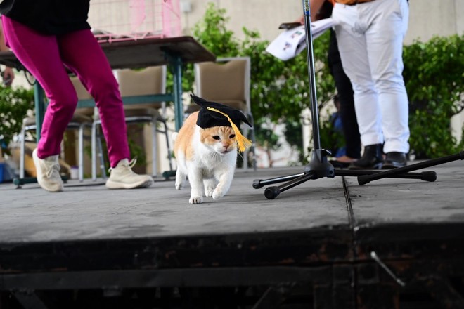Danh tính chú mèo được tổ chức riêng lễ tốt nghiệp Đại học long trọng đang gây sốt MXH - Ảnh 6.