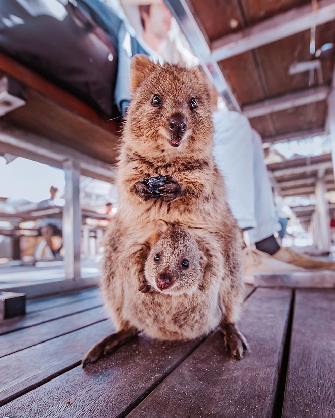 Bộ ảnh về Quokka - loài thú luôn mỉm cười, được mệnh danh là \