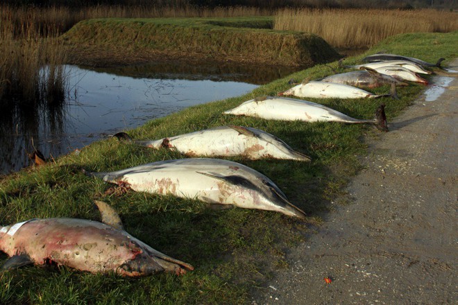 Pháp đi tìm lời giải cho thảm cảnh 1.100 con cá heo bị cắt xẻ nghiêm trọng dạt vào bờ biển - Ảnh 1.