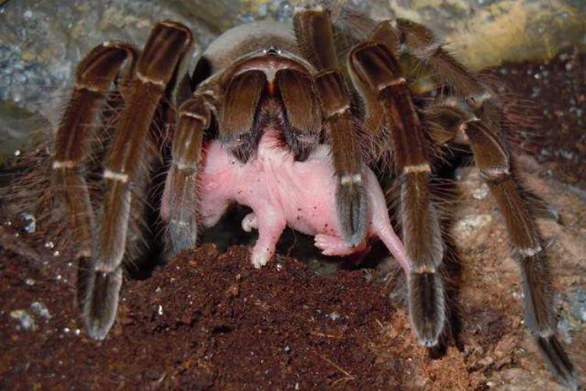 Sự thật về loài nhện ăn chim Goliath: Kẻ săn mồi khét tiếng nhưng ẩn chứa đầy nghịch lý - Ảnh 3.