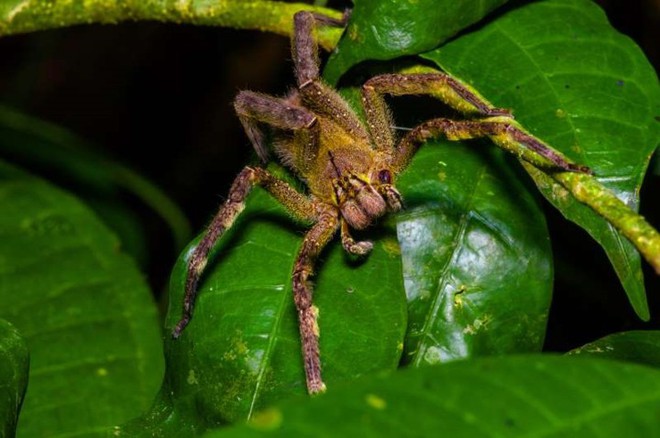 15 sinh vật có nọc độc đáng sợ nhất trên Trái Đất - Ảnh 7.