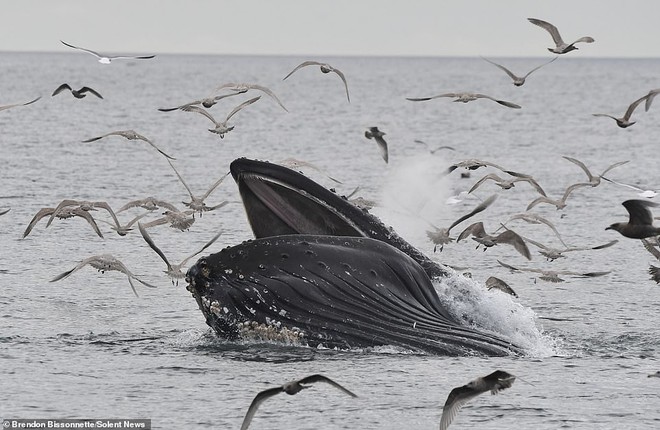 Cảnh tượng hiếm thấy: Bầy hải âu đang nhởn nhơ bay trên biển thì bị cá voi phóng lên lùa hết vào bụng - Ảnh 3.