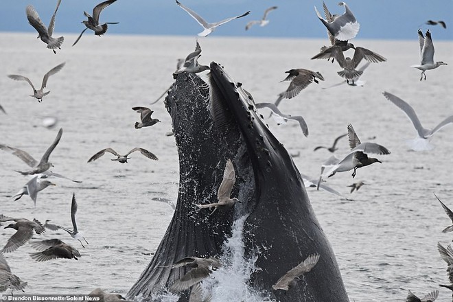 Cảnh tượng hiếm thấy: Bầy hải âu đang nhởn nhơ bay trên biển thì bị cá voi phóng lên lùa hết vào bụng - Ảnh 1.