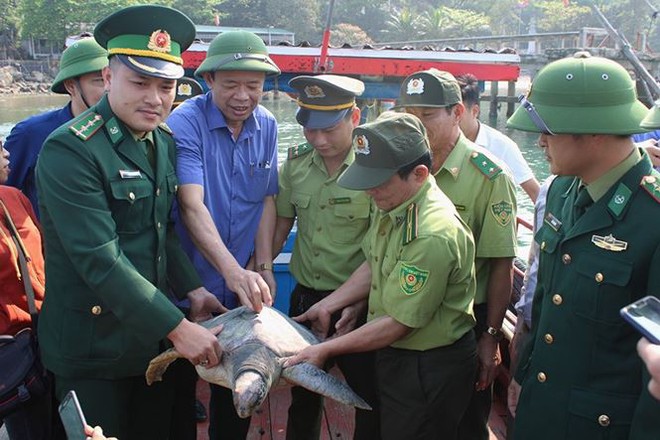 Hà Tĩnh: Rùa quý hiếm nặng 25kg mắc vào lưới ngư dân được thả về biển cả - Ảnh 1.