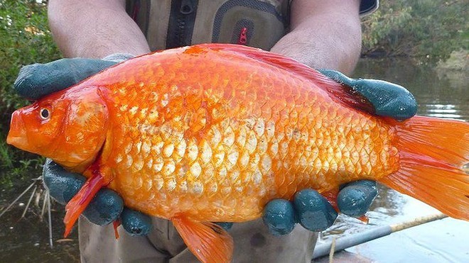 Cá vàng sống được hơn 40 năm, có thể hóa thành khổng lồ nhưng tại sao con cá bạn nuôi không được như thế? - Ảnh 1.