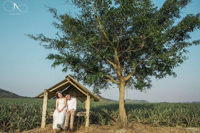 Lộ diện cánh đồng dứa lên hình đẹp đến rụng rời chỉ cách Hà Nội 100km - Ảnh 3.