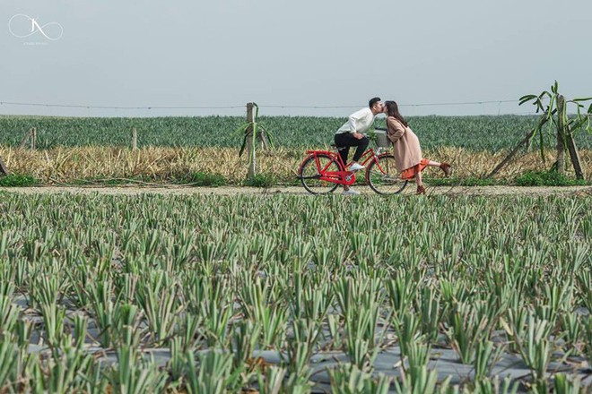 Lộ diện cánh đồng dứa lên hình đẹp đến rụng rời chỉ cách Hà Nội 100km - Ảnh 2.