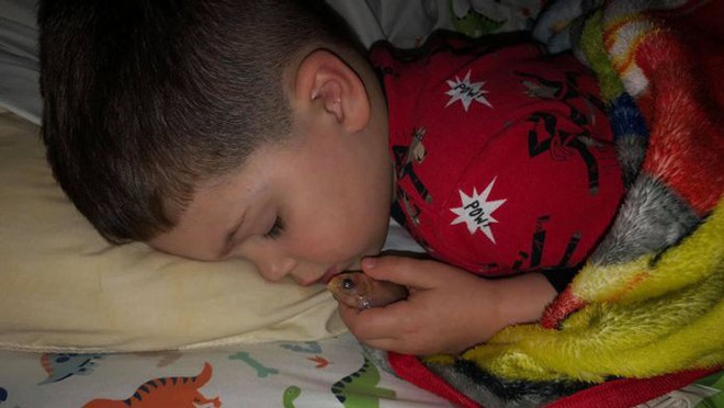Mang cá vàng cưng lên giường ngủ cùng, bé trai 4 tuổi băn khoăn không hiểu tại sao nó chết - Ảnh 2.