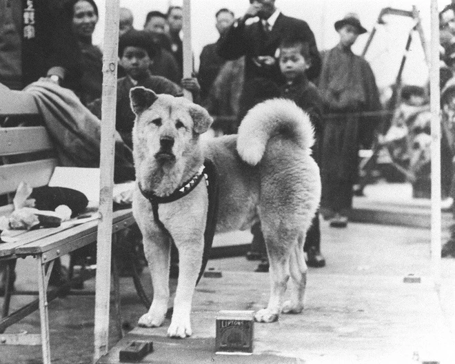 Cô chó Akita nổi tiếng trên MXH và được trao bằng khen vì cứu mạng cụ bà hơn 90 tuổi - Ảnh 5.