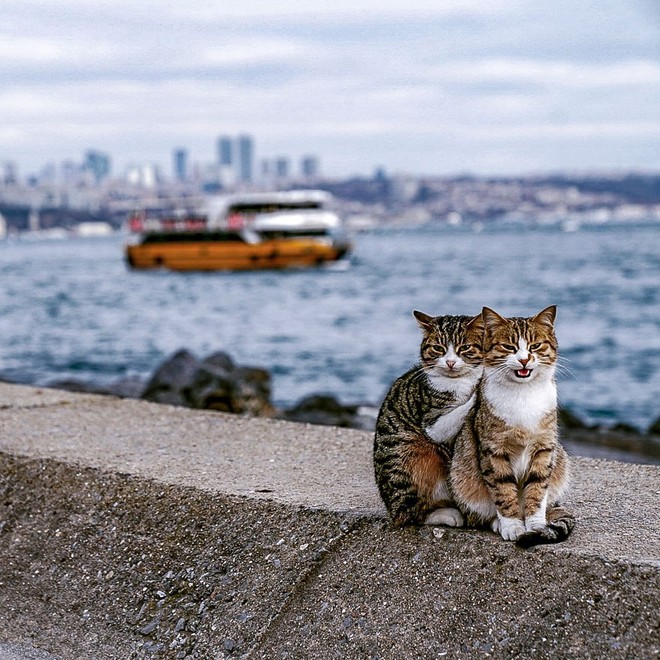 Sự đồng điệu giữa cặp mèo này sẽ khiến chúng ta cảm thấy yêu đời hơn và gợi lên những cảm xúc vô cùng ngọt ngào.