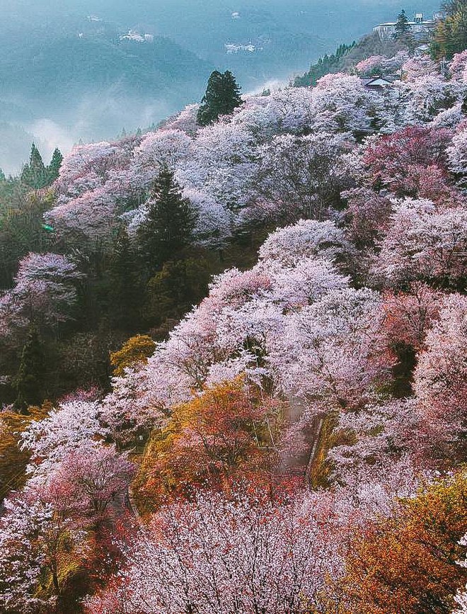 Quên Tokyo hay Kyoto đi, đây mới là nơi có nhiều hoa anh đào nhất Nhật Bản này! - Ảnh 2.