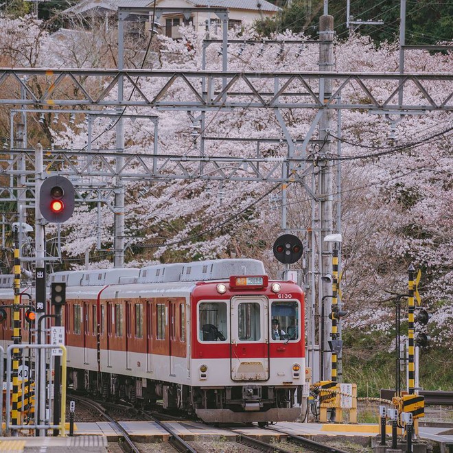 Quên Tokyo hay Kyoto đi, đây mới là nơi có nhiều hoa anh đào nhất Nhật Bản này! - Ảnh 7.