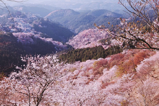 Quên Tokyo hay Kyoto đi, đây mới là nơi có nhiều hoa anh đào nhất Nhật Bản này! - Ảnh 10.