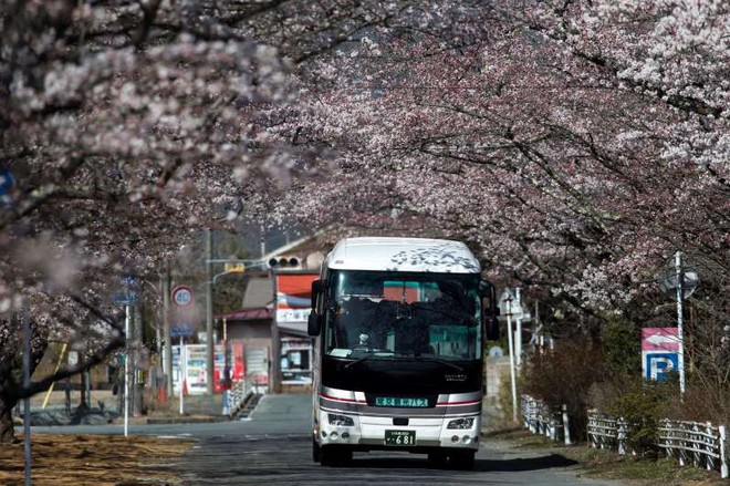 8 năm sau thảm họa hạt nhân, Fukushima hồi sinh đón người dân trở về - Ảnh 4.