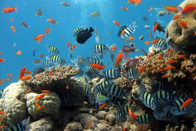 Rùa biển thở bằng phổi, vậy chúng làm thế nào để ăn được dưới nước? Đáp án là sự kỳ diệu của tạo hóa - Ảnh 3.