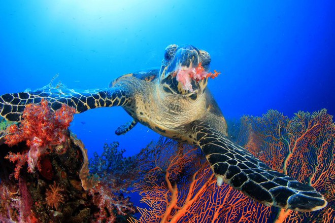 Rùa biển thở bằng phổi, vậy chúng làm thế nào để ăn được dưới nước? Đáp án là sự kỳ diệu của tạo hóa - Ảnh 2.